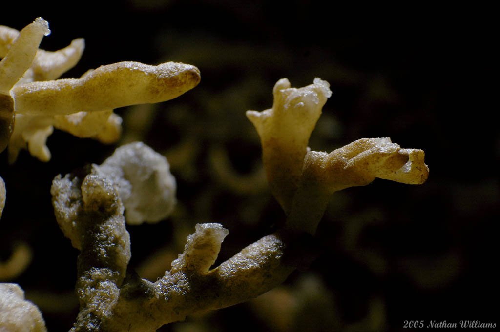 branches in a forest 